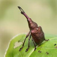 Трубкокрут